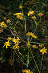 Longleaf sunflower